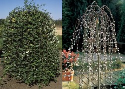 Salix Caprea Pendula / Barkafűz, Csüngő Barka